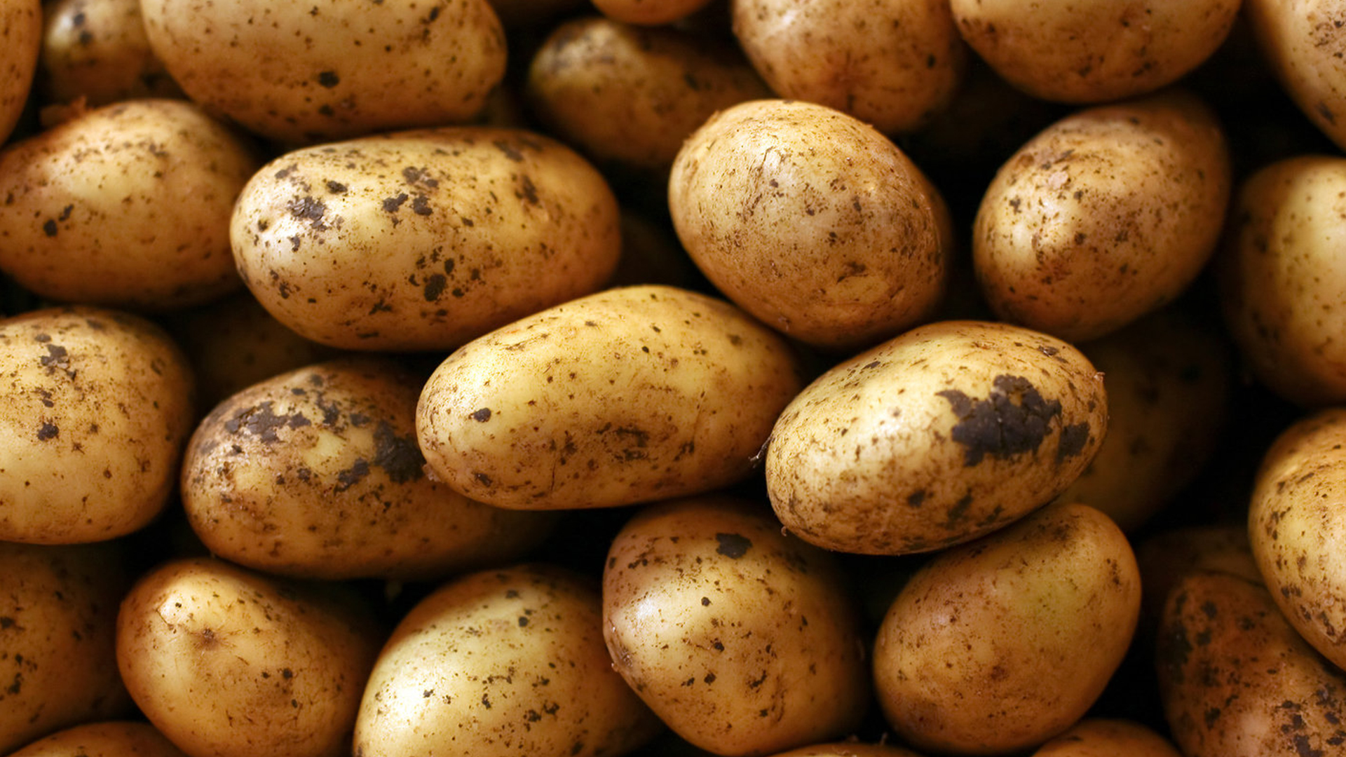 Tajik farmers receive 60 tons of high-quality elite seed potatoes from the FAO and the European Union
